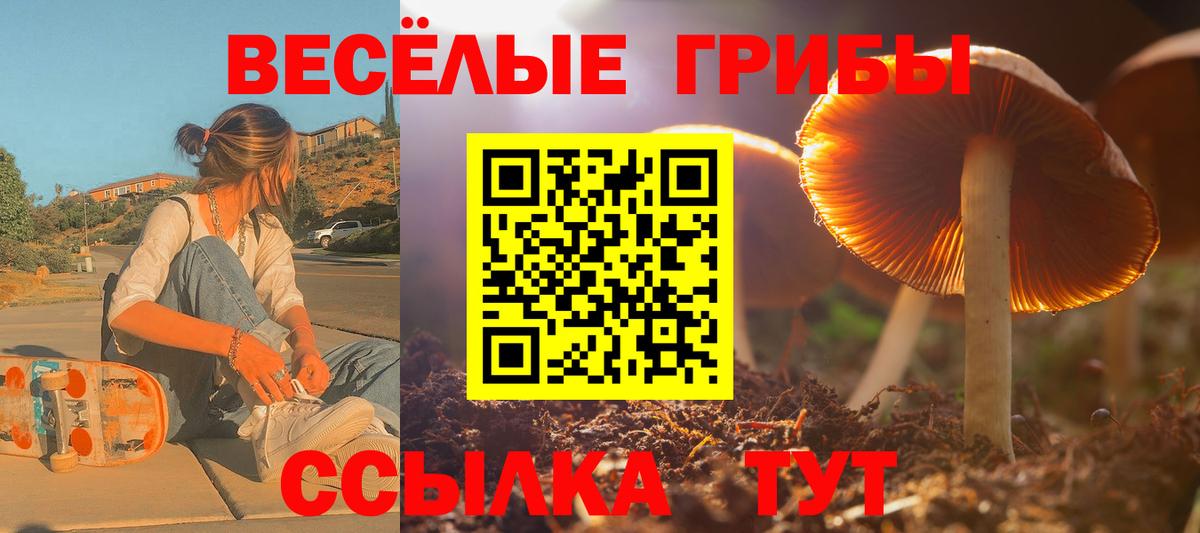 Галлюциногенные грибы Psilocybe Кисловодск